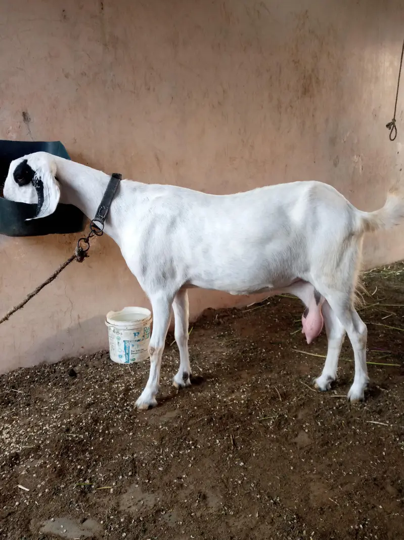 goat for sale — photo 4