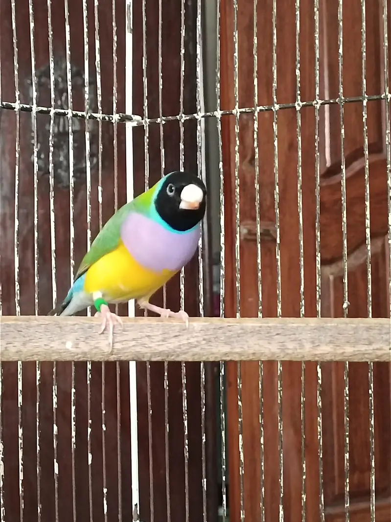 Gouldian Finches Split Blue Breeder Pair — photo 2