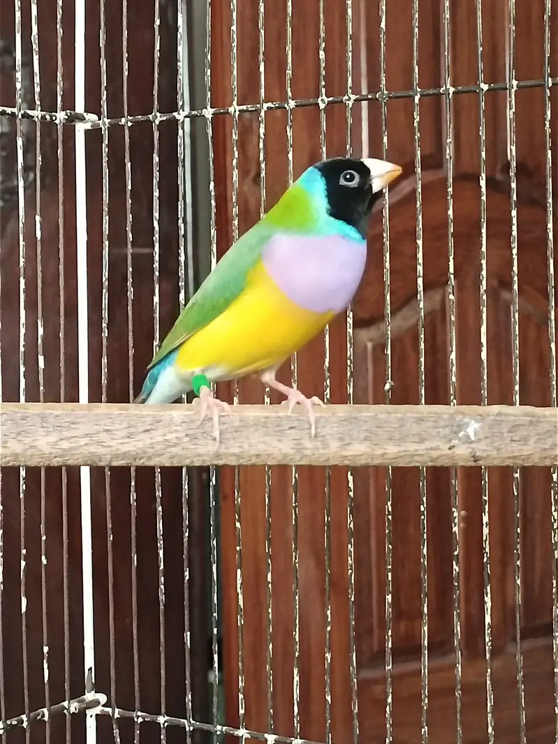 Gouldian Finches Split Blue Breeder Pair — photo 3