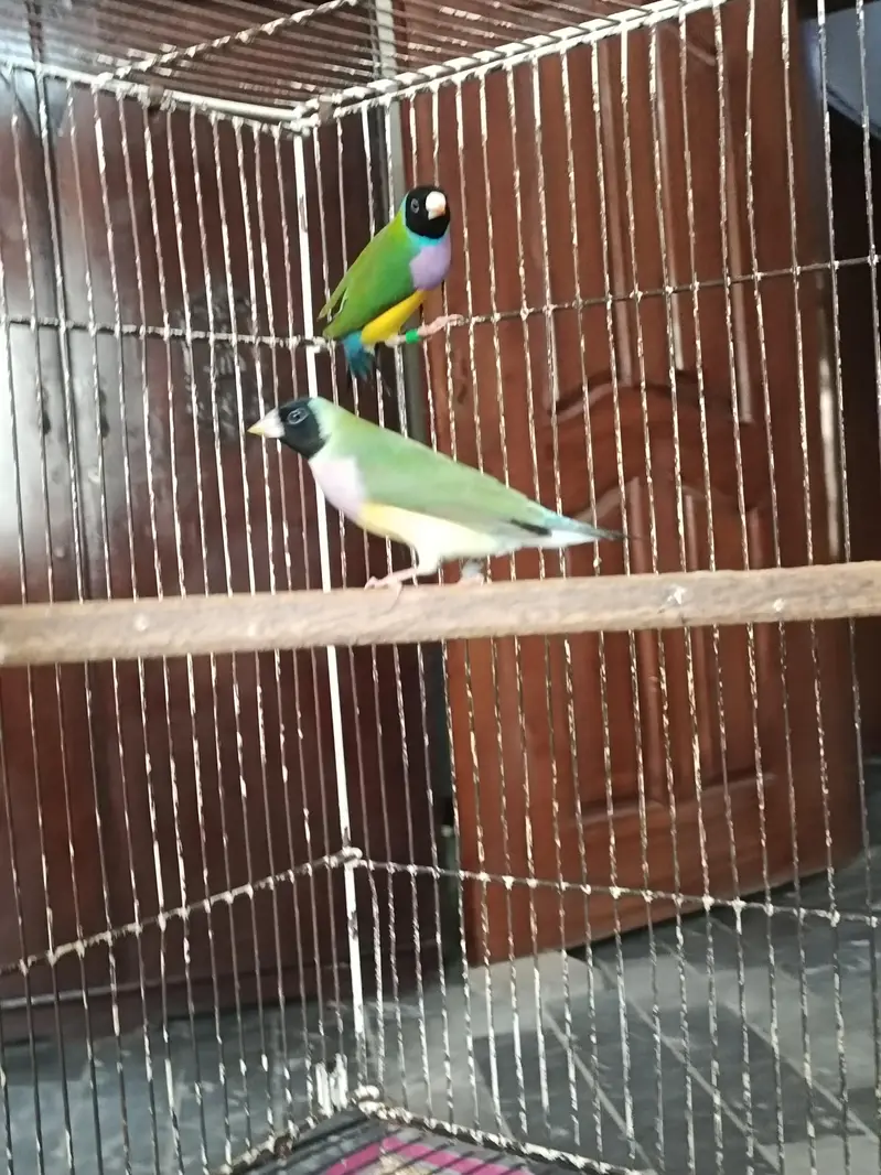 Gouldian Finches Split Blue Breeder Pair — photo 4