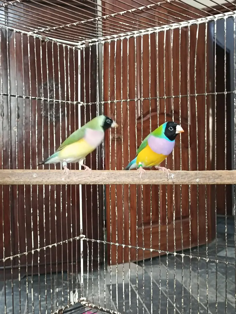 Gouldian Finches Split Blue Breeder Pair — photo 5