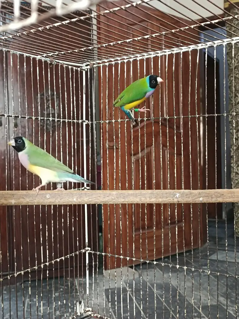 Gouldian Finches Split Blue Breeder Pair — photo 6