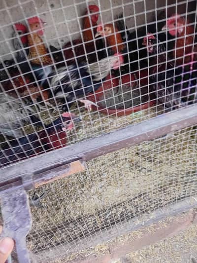 golden misri. hens available only male
