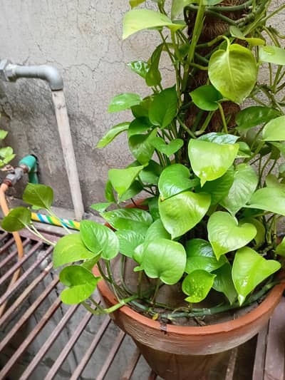 Healthy and home grown money plants