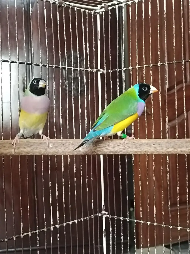 Gouldian Finches Split Blue Breeder Pair