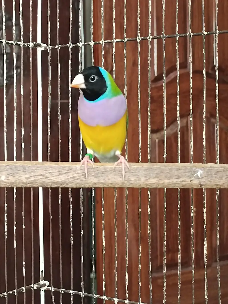 Gouldian Finches Split Blue Breeder Pair — photo 3