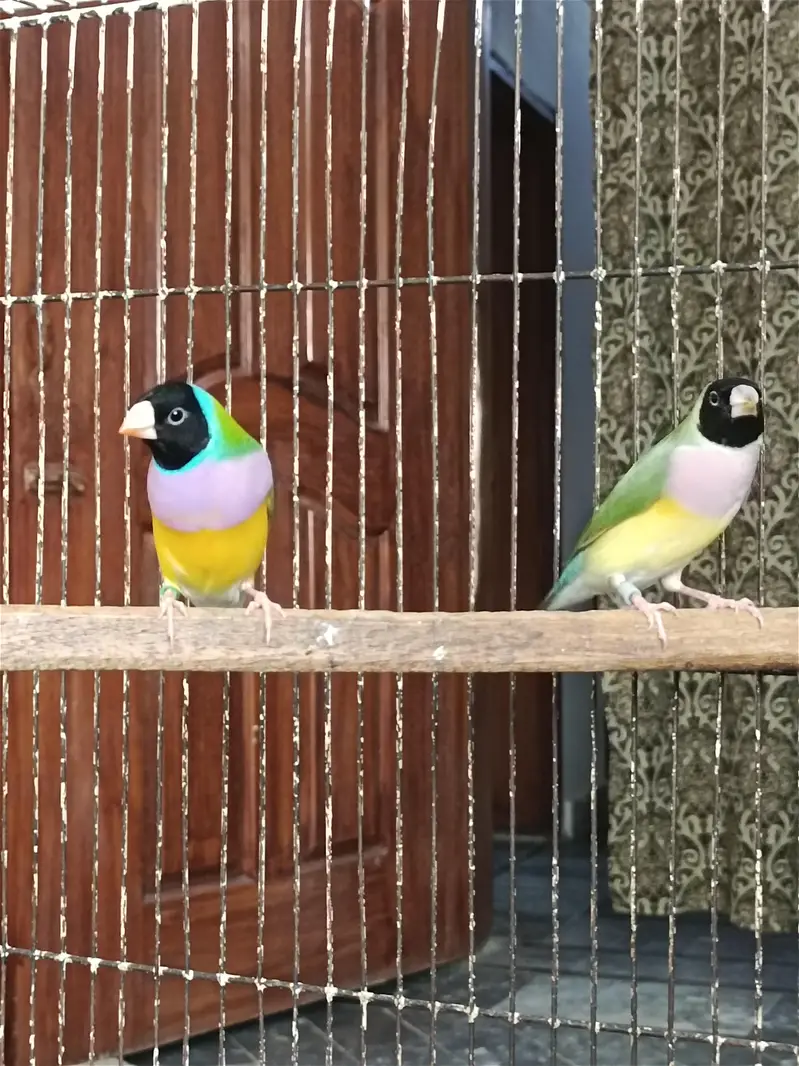 Gouldian Finches Split Blue Breeder Pair — photo 5