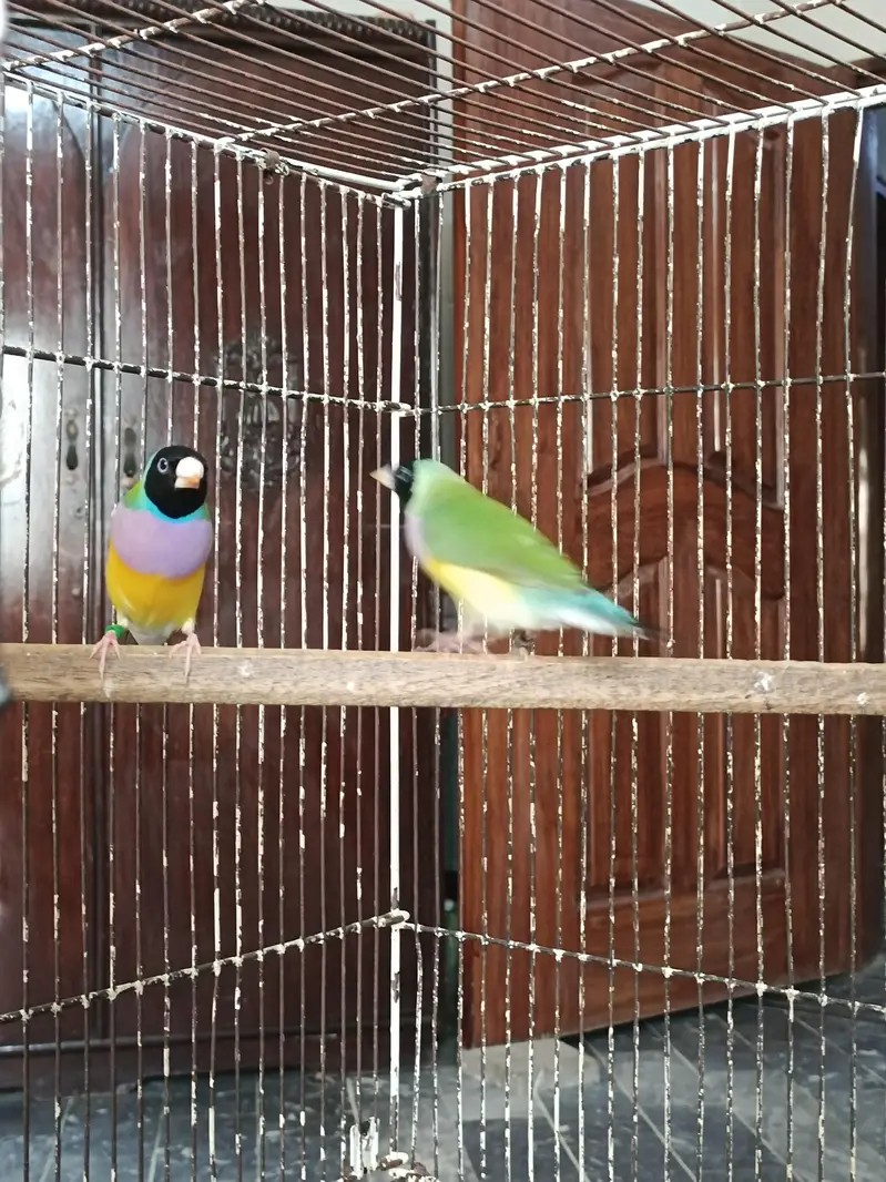 Gouldian Finches Split Blue Breeder Pair — photo 7