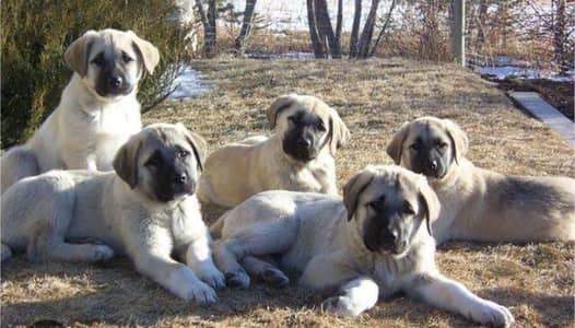 Turkish Kangal Puppies | Kangal puppy _ imported Dog