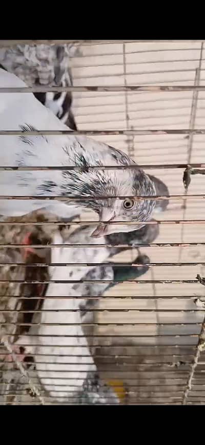 ORIGINAL BREEDER BIRDS