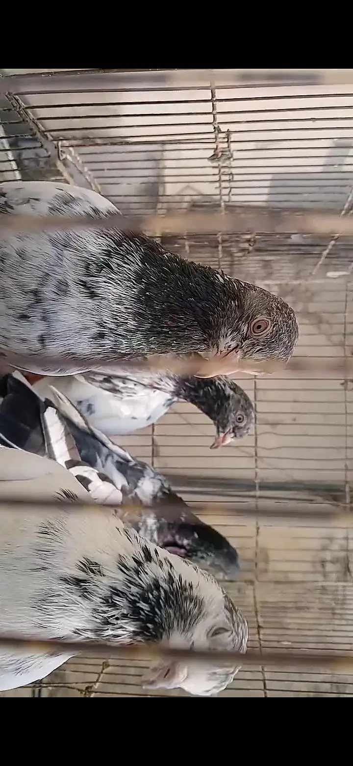 ORIGINAL BREEDER BIRDS — photo 3