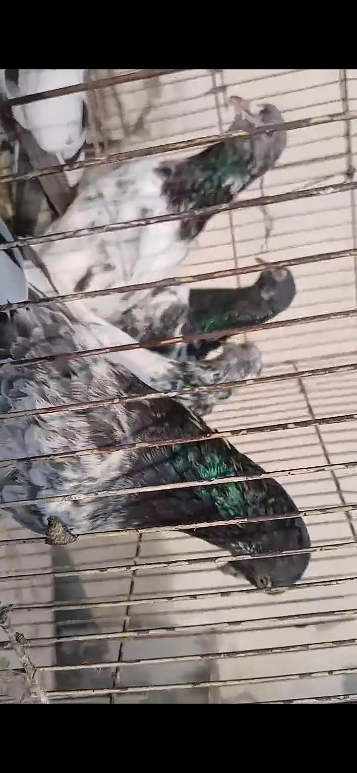 ORIGINAL BREEDER BIRDS — photo 4