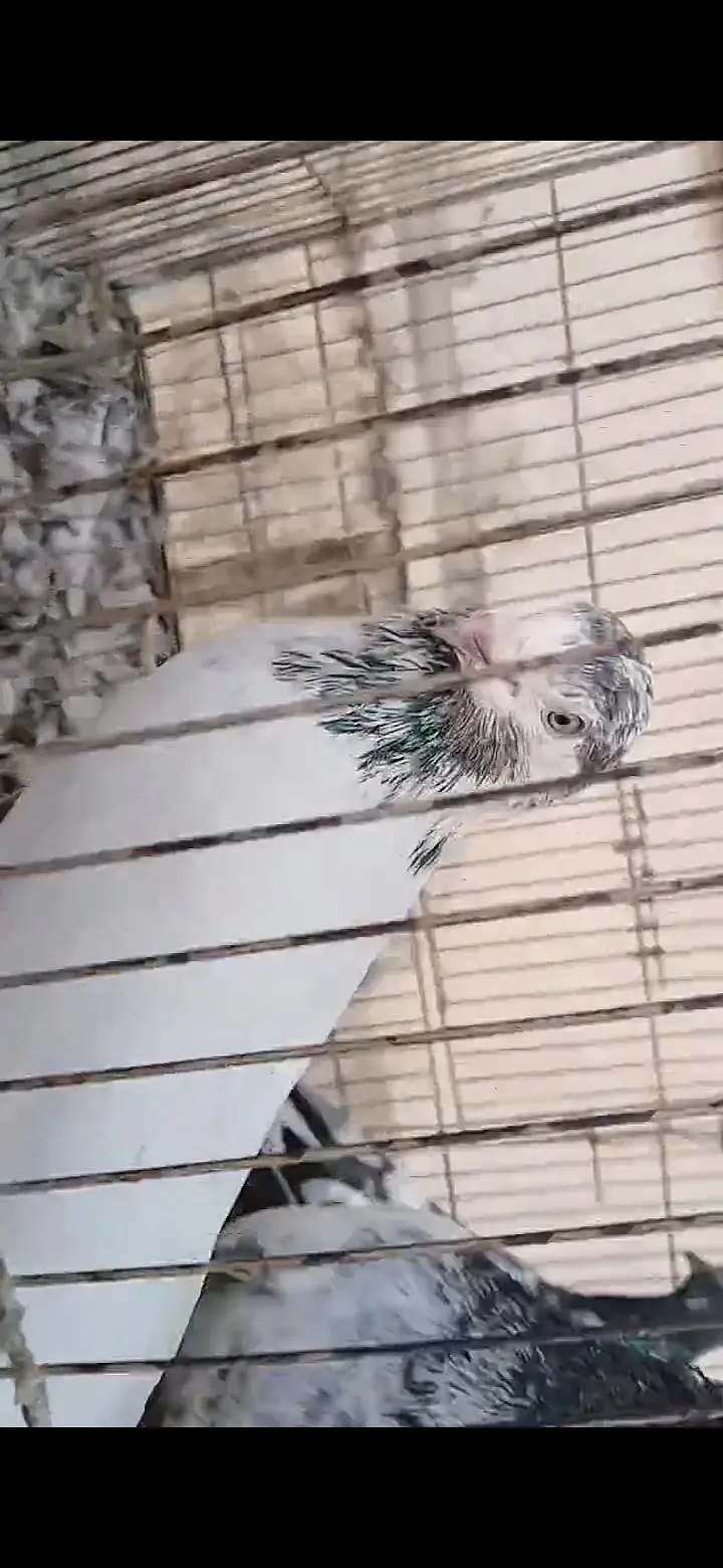 ORIGINAL BREEDER BIRDS — photo 5