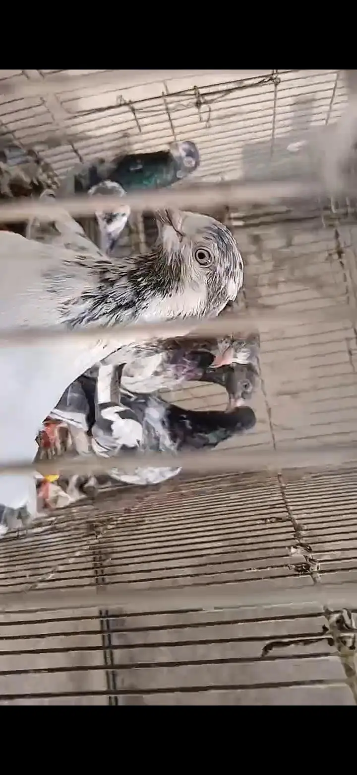 ORIGINAL BREEDER BIRDS — photo 7