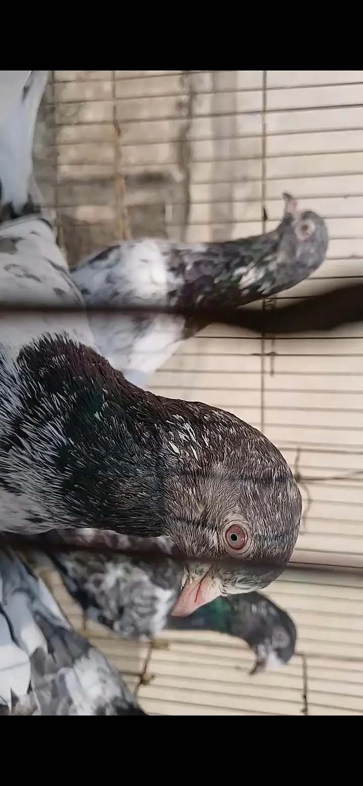 ORIGINAL BREEDER BIRDS — photo 8