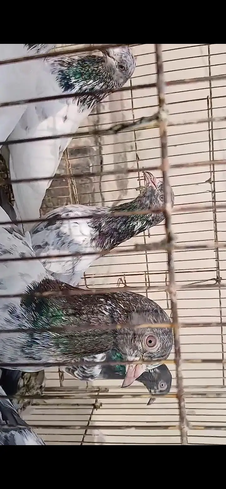 ORIGINAL BREEDER BIRDS — photo 10