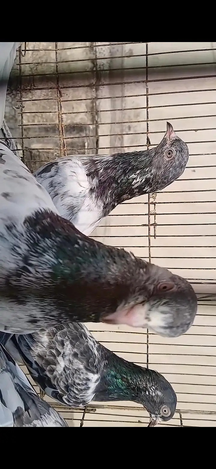 ORIGINAL BREEDER BIRDS — photo 11