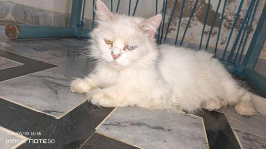 White Triple Coated Female Cat