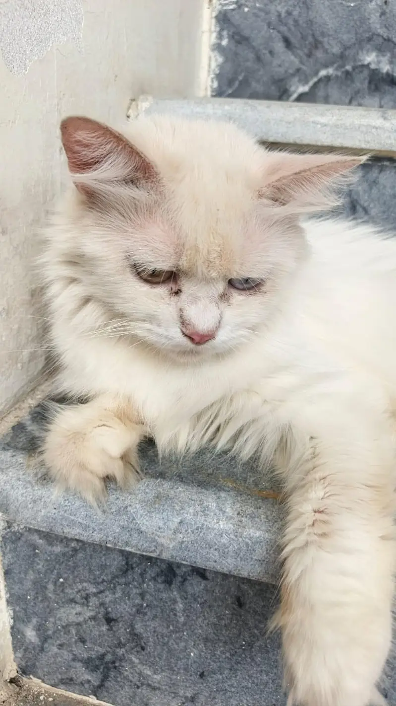 White Triple Coated Female Cat — photo 2