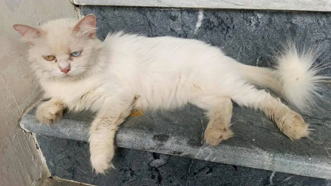 White Triple Coated Female Cat — photo 4