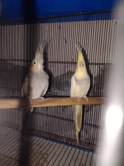 breeder pair for sale