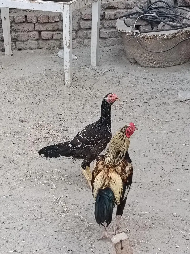 what's app 03053704483 — photo 2