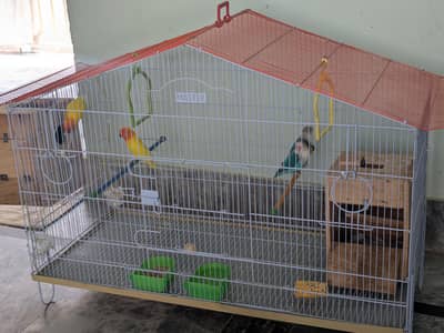 Lovebirds available fl