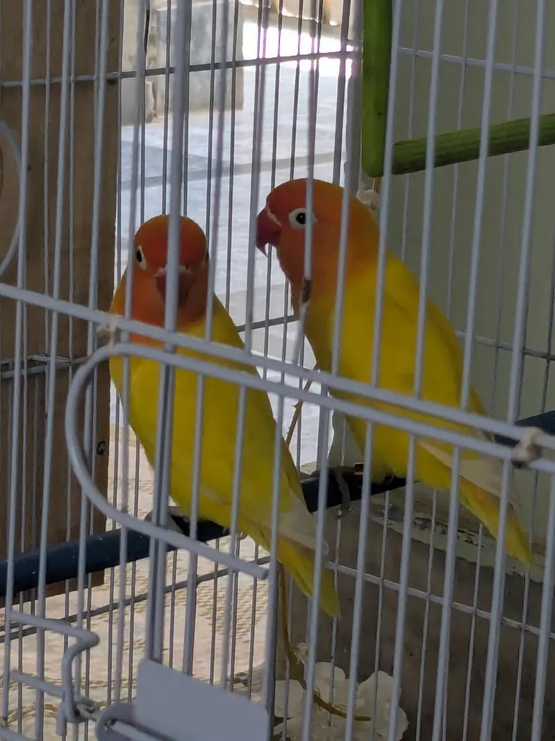 Lovebirds available fl — photo 2