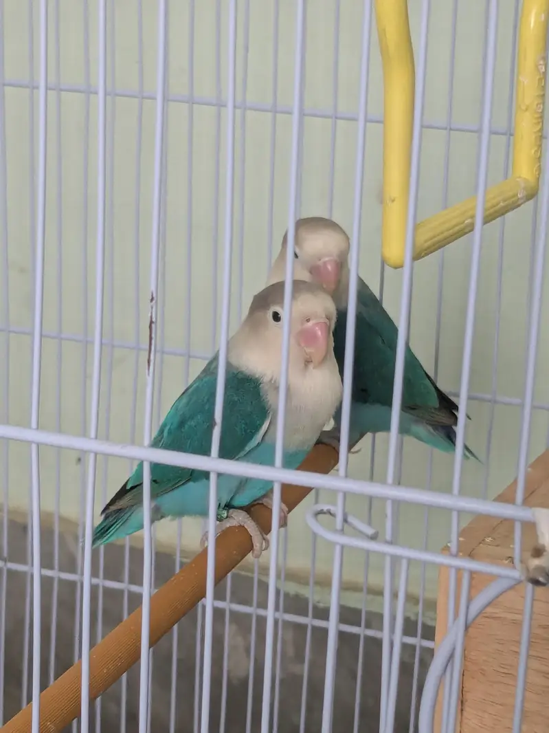 Lovebirds available fl — photo 3