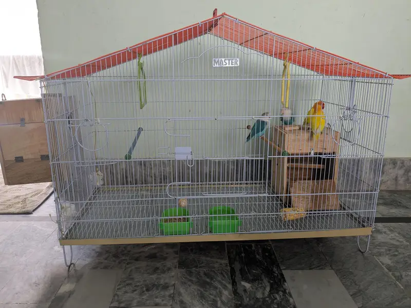 Lovebirds available fl — photo 4