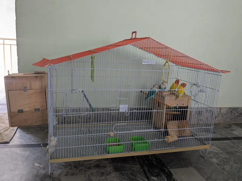 Lovebirds available fl — photo 5