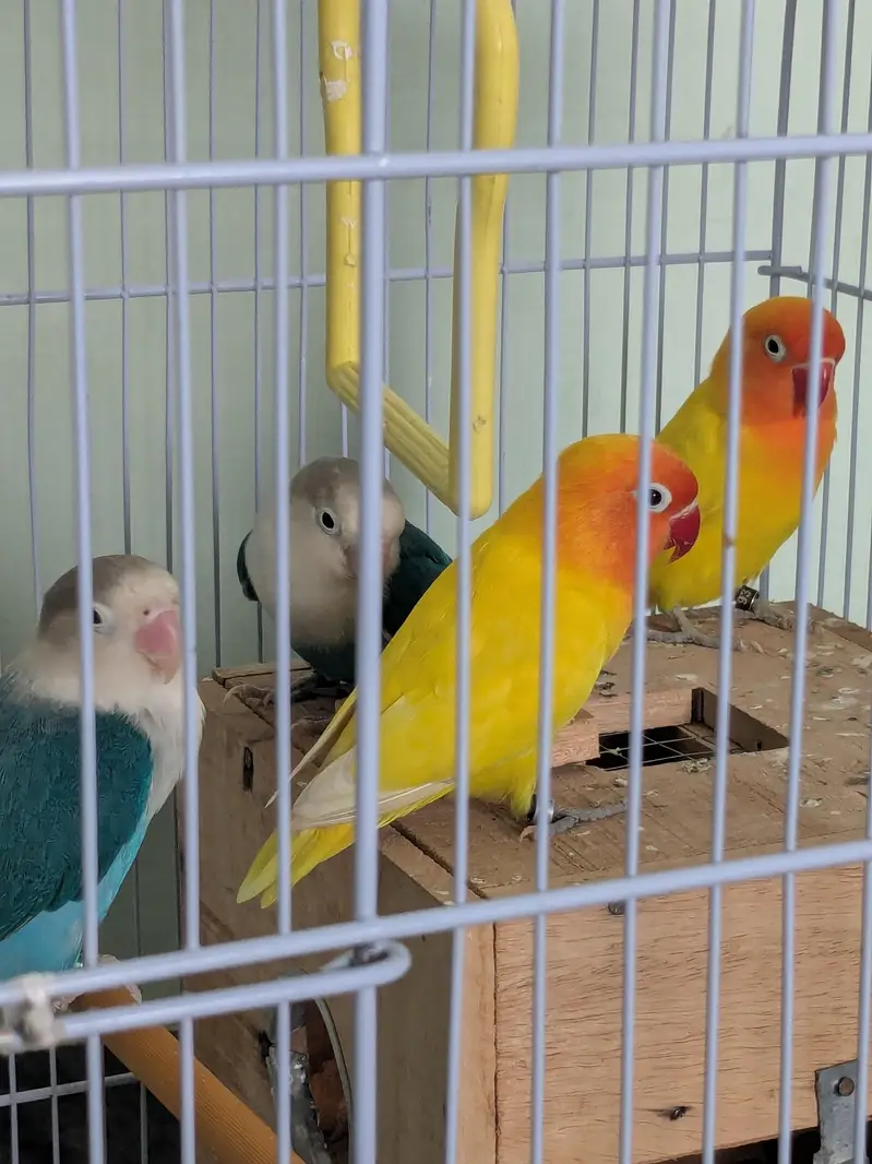 Lovebirds available fl — photo 6