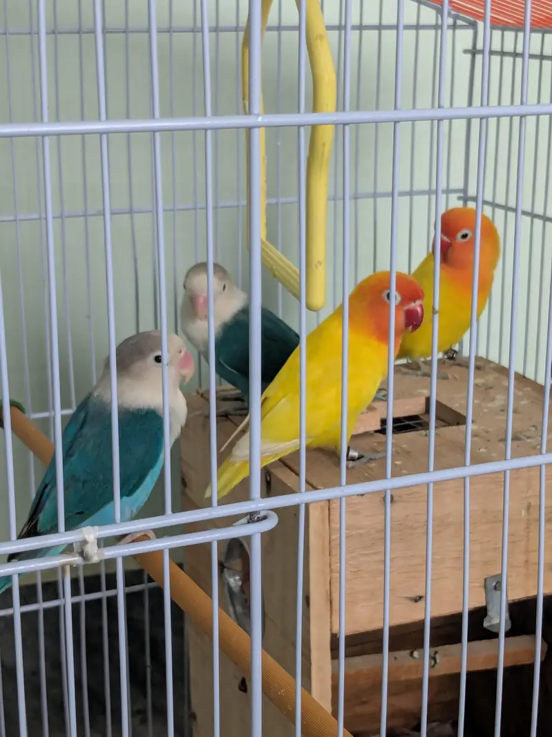 Lovebirds available fl — photo 7