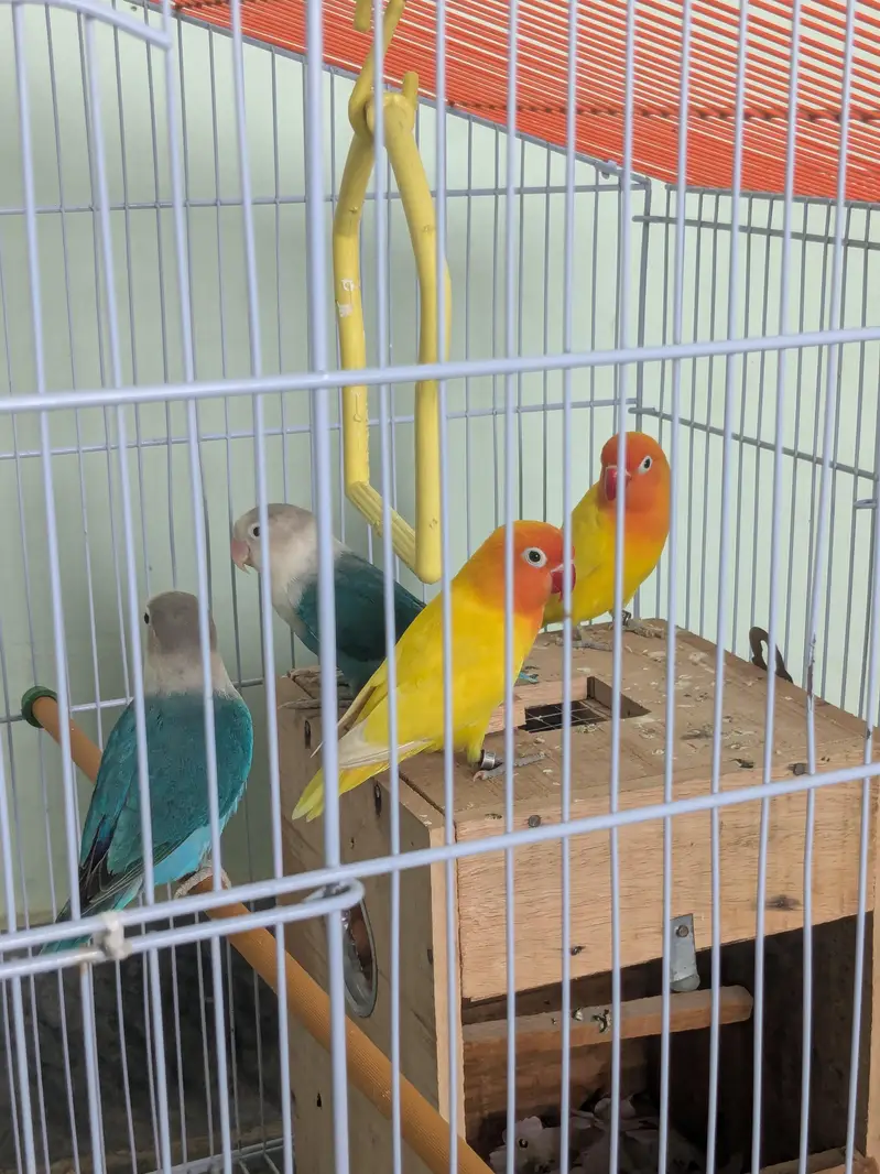 Lovebirds available fl — photo 8