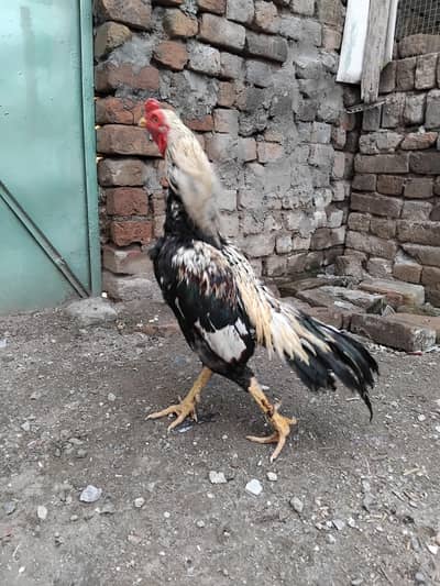 jawa patha for sell