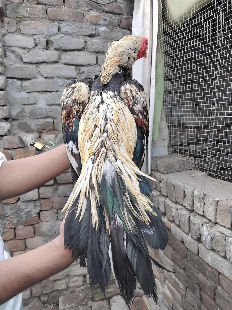 jawa patha for sell — photo 3