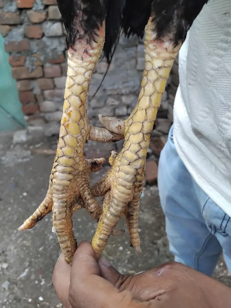 jawa patha for sell — photo 8