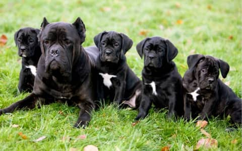 Cane Corso Puppies | imported puppy _ pure Cane Corso breed
