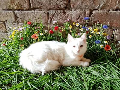 white Persian cat