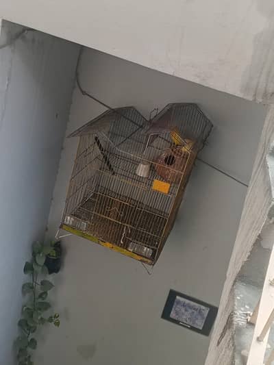 love birds