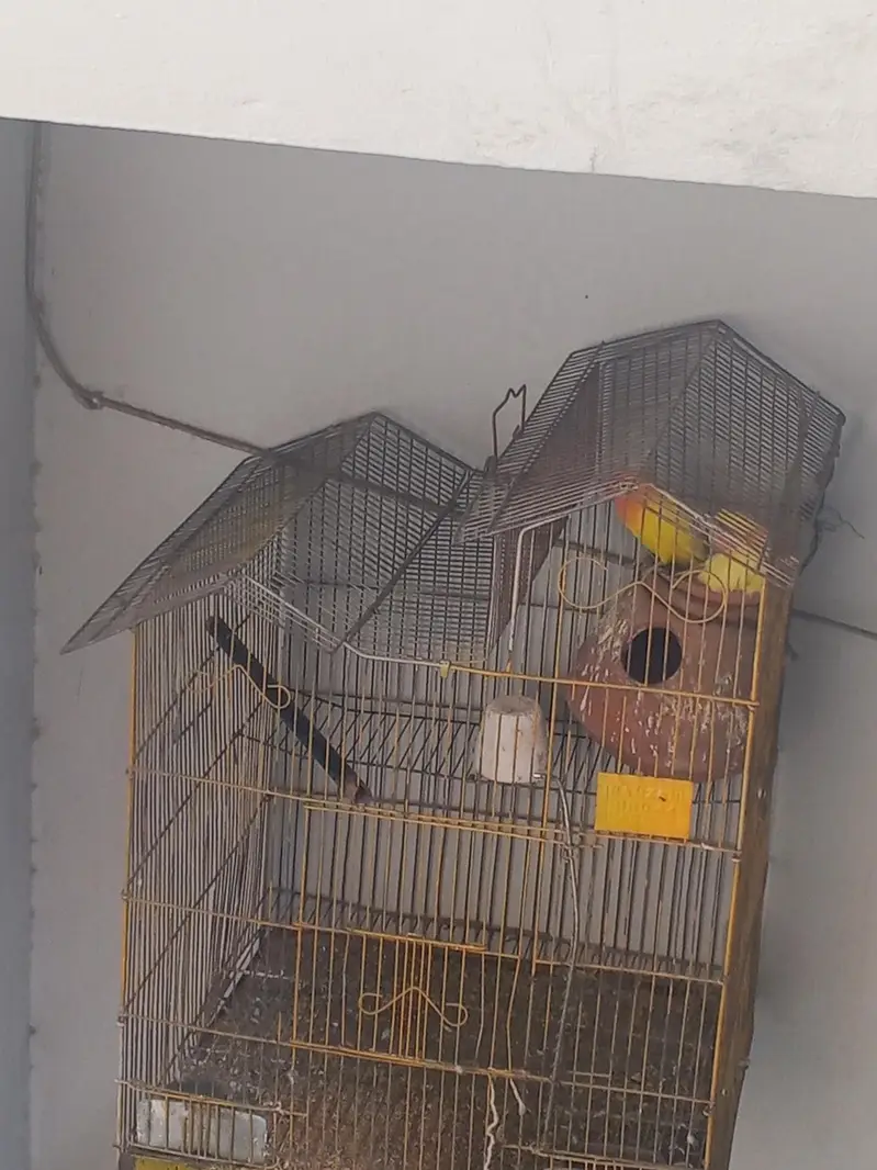 love birds — photo 2