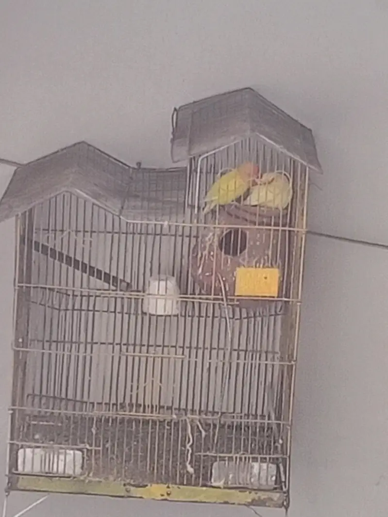 love birds — photo 3