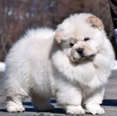 pure Chow Chow Puppies _Imported puppy