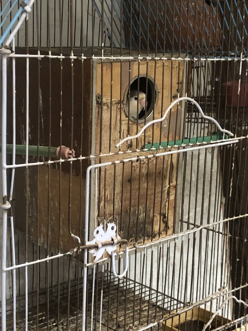 Birds 1
