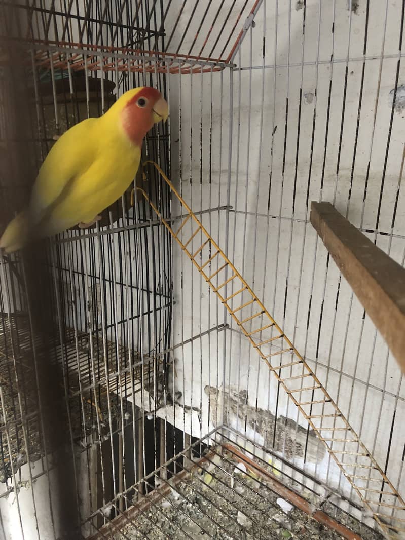 Birds 2