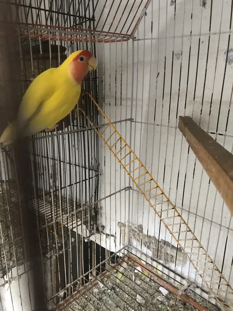 Birds — photo 3