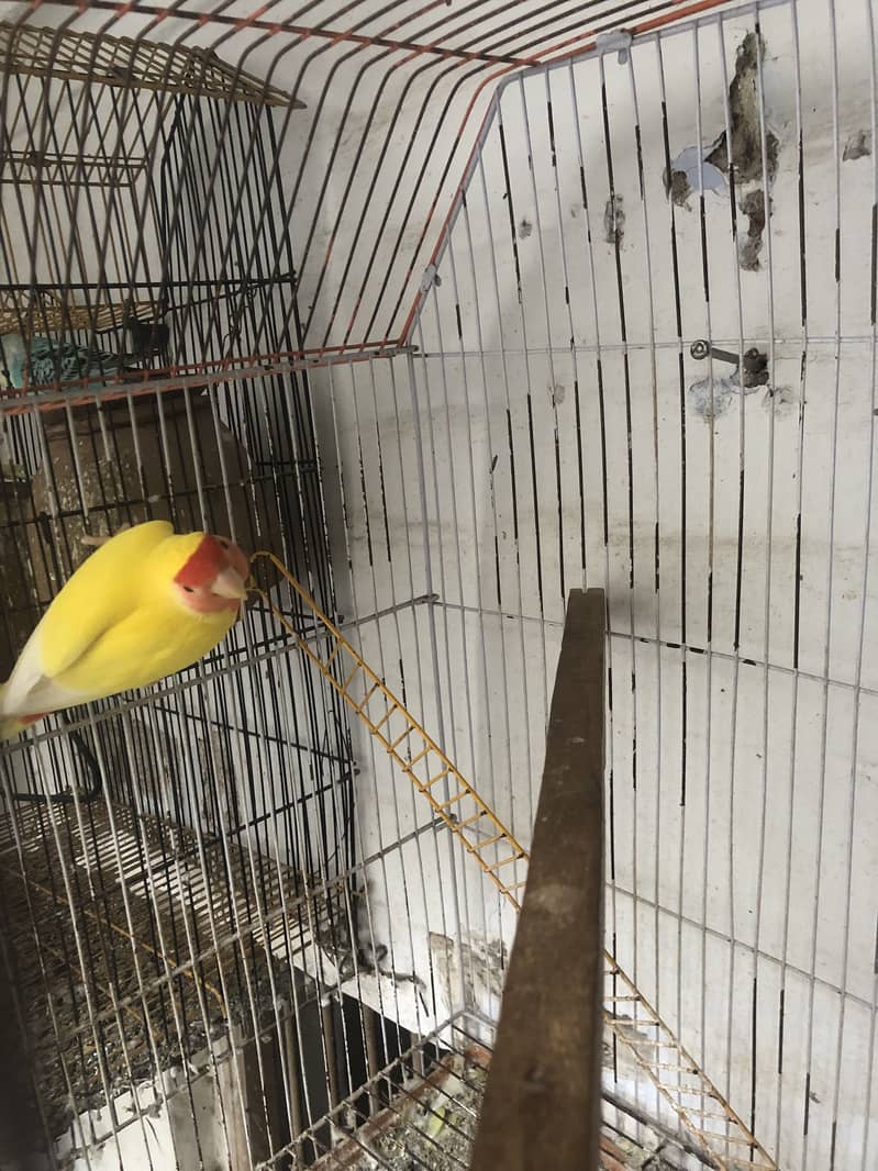 Birds 3