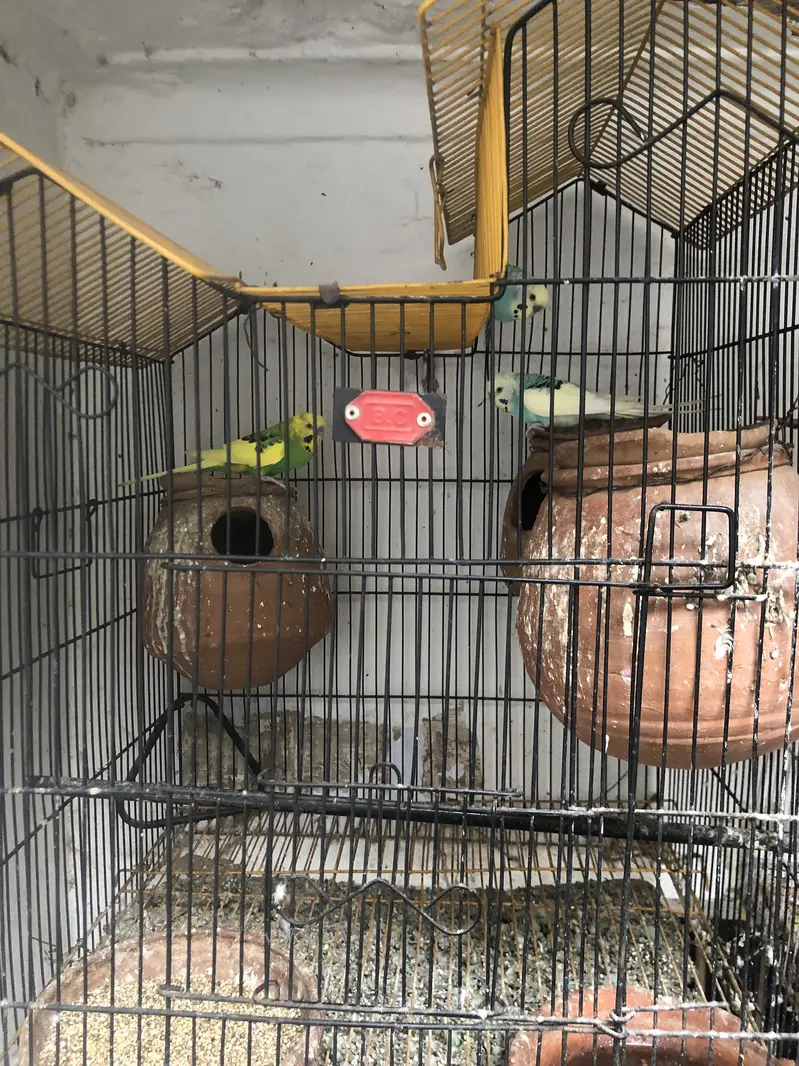Birds — photo 5