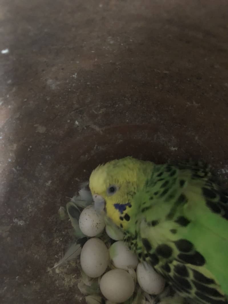 Birds 5