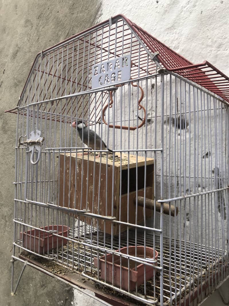 Birds 6